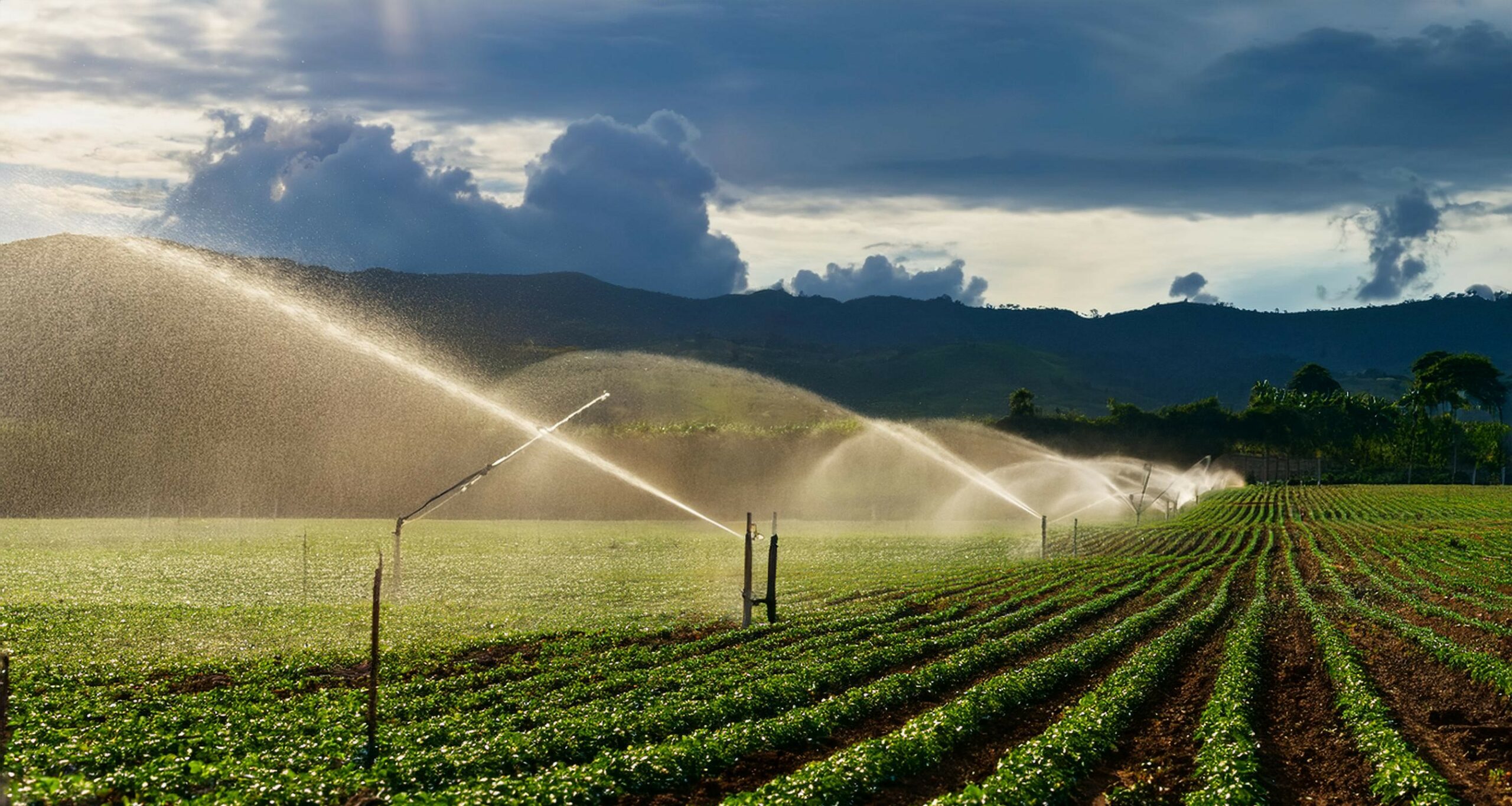 Firefly irrigation system with sprinklers realistic in colombia 70841